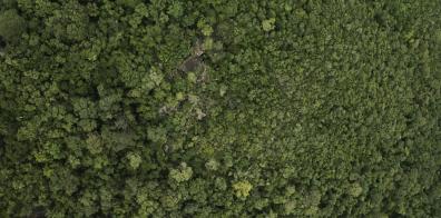 Aerial view of forest